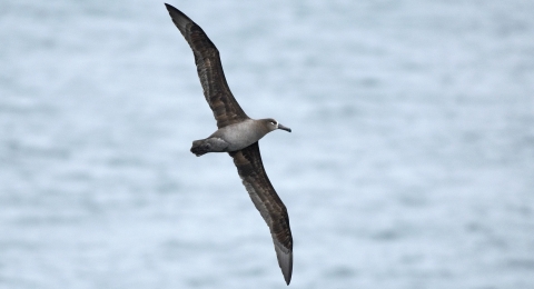 bird with long wings soaring over sea