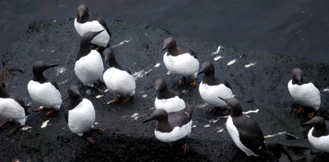 black and white birds on a black rock