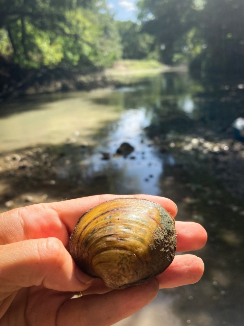 Texas pimpleback mussel held by river