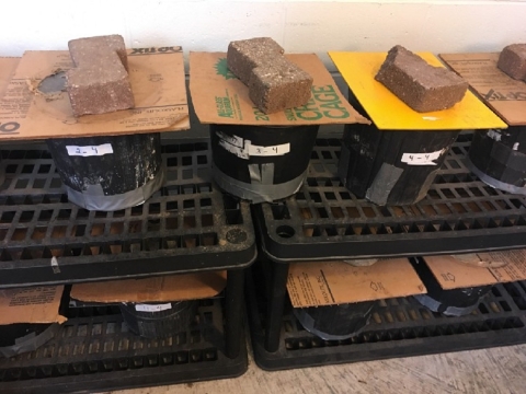 An image of many buckets covered with sheets of cardboard held down by bricks