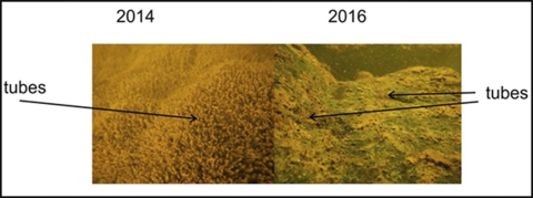 This image shows the comparison from 2014 to 2016 of polychaete worms found in the Klamath River