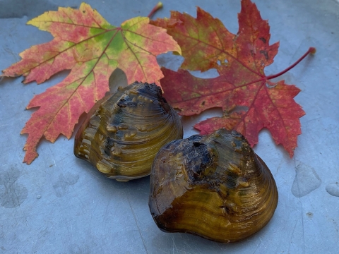 Two brown oval mussel shells sit on a table surrounded by red maple leaves.