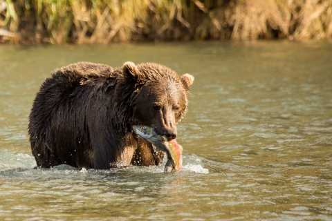 A large brown Kodiak bear stands in a stream holding a fresh-caught salmon in its mouth at Kodiak National Wildlife Refuge in Alaska.