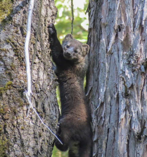 a fisher climbing a tree