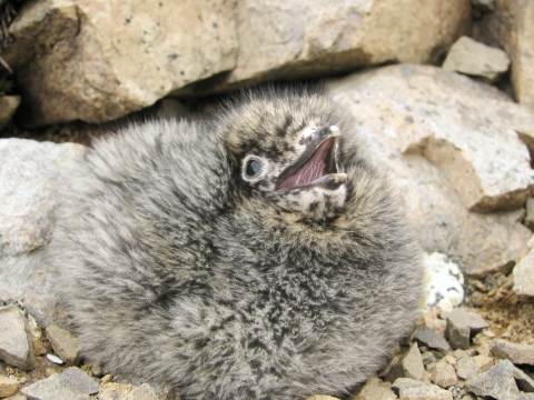 kittlitzs murrelet chick with mouth open
