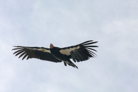 a big black and white bird flying