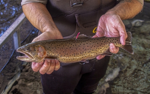 Close-up of photo of hands holding a fish with its mouth open
