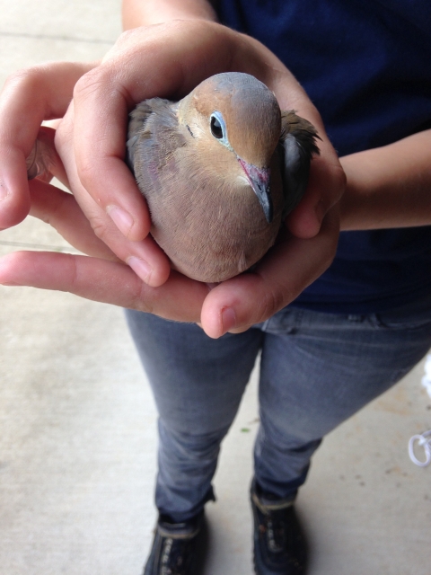 Injured dove being turned in for wildlife rehabilitation