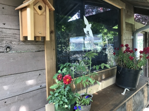 window sill with flowers