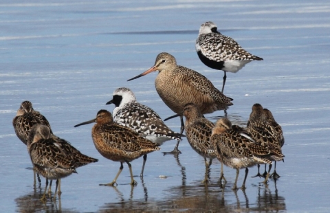Shorebirds on the Beach