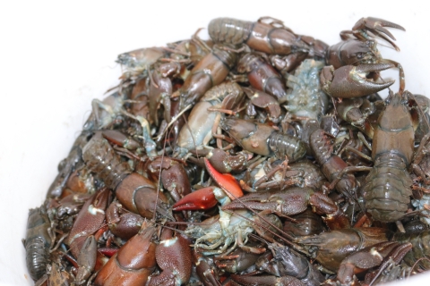 bucket full of crayfish