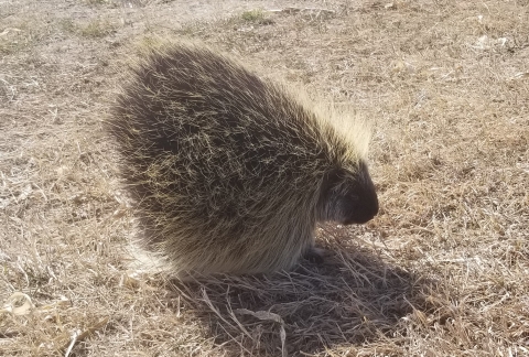 Porcupine_ND