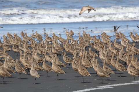 A Flock of Godwits on a Refuge Beach