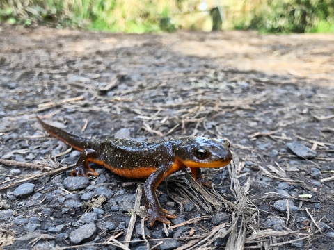 Newt with orange underbelly stands on top of rocks and woody debris on ground