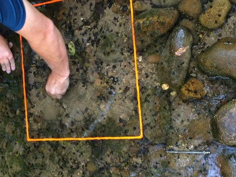 Sequatchie caddisfly monitoring