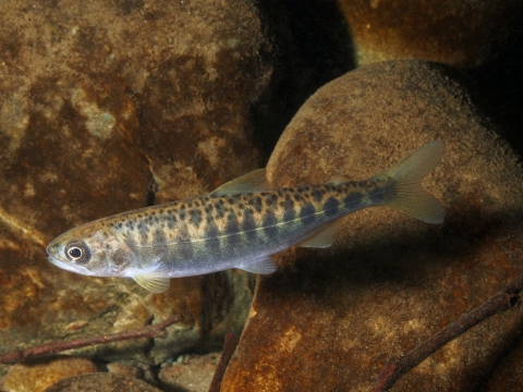 A juvenile salmon swims around rocks.