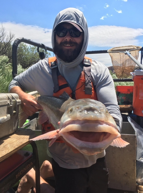Closeup Colorado pikeminnow adult