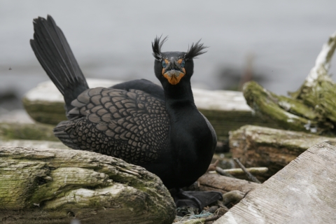 Double Crested Cormorant