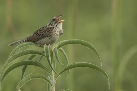 Henslow's Sparrow perched on prairie plant