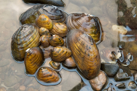 group of mussels gathered in stream