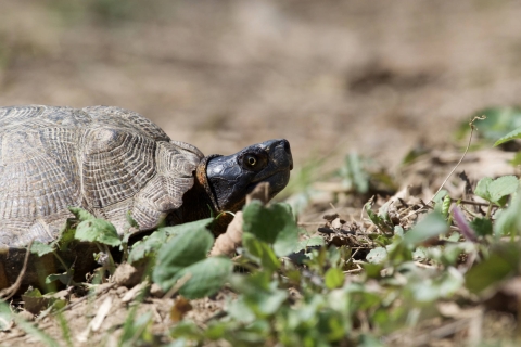 close up of turtle head on short vegetation