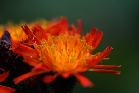 close up of orange flower