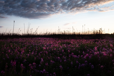 A meadow of pink fireweed with blackened tree silhouettes 