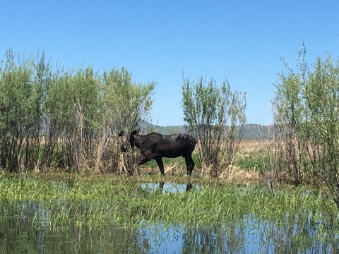 Moose wading in marsh