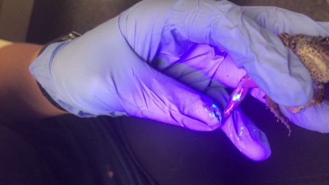 Gloved hand of biologist holding gopher frog with green glowing tag in leg.