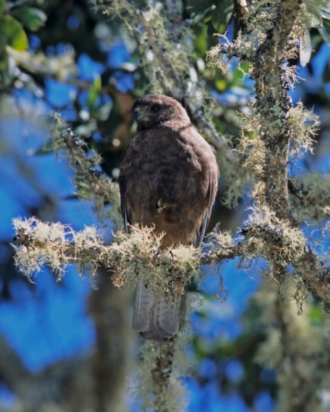 A Hawaiian hawk sits perched on a branch. 