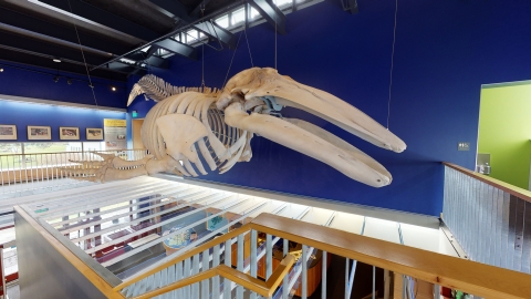 rearticulated gray whale skeleton hanging in the Kodiak National Wildlife Refuge visitor center