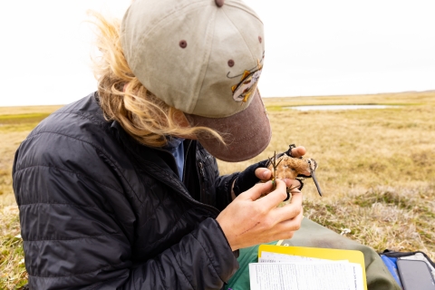 A man holds a brown bird with dark eye stripe, long bill and long legs with affixing a band to its leg.