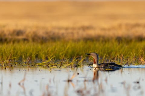 Bird with grey head and red throat and eye on the water of a pond