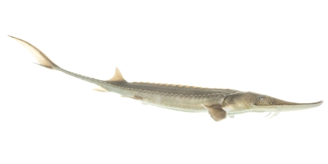 A two-year old pallid sturgeon photographed at Gavins Point National Fish Hatchery in South Dakota