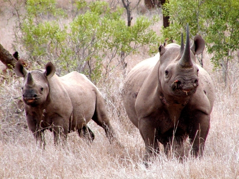 Black rhino next to calf on grassland with shrub-like trees in background