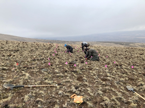 People hunched over planting seedlings on a mountain ridge