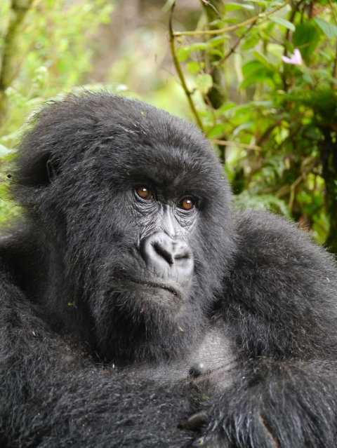 Gorilla