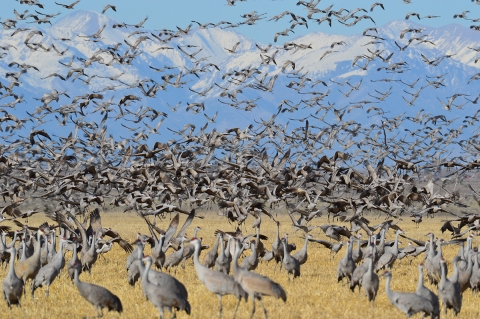 Greater sandhill cranes fill the land and air at Monte Vista National Wildlife Refuge in Colorado
