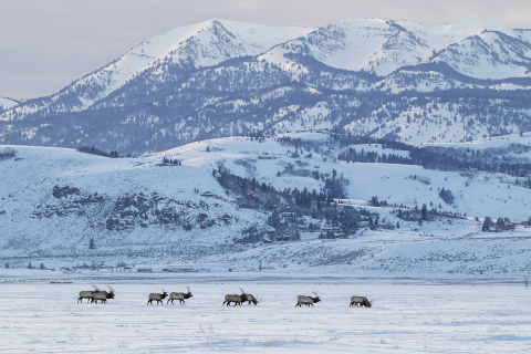 A herd of elk grazing on the National Elk Refuge in Wyoming.