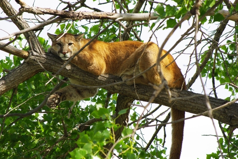 Mountain Lion stretch out on a branch in a tree.