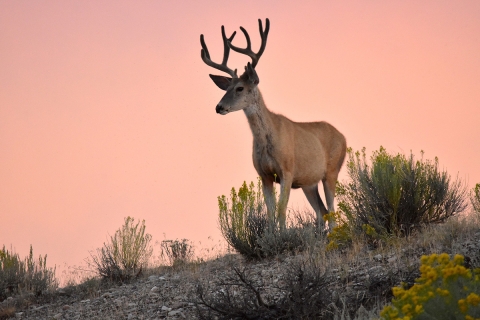 A mule deer buck at sunset.