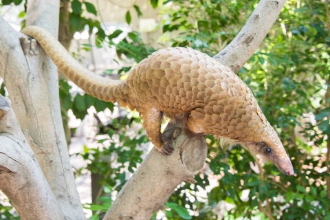 A pangolin perched on a branch as it looks down to the ground. 
