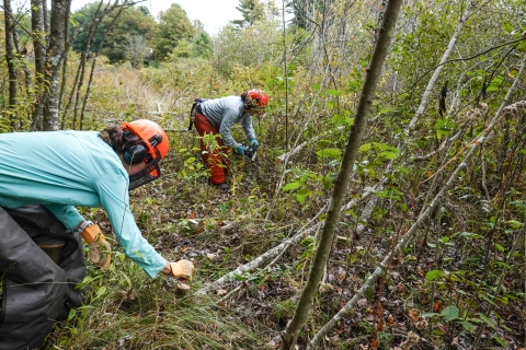Two people, both wearing helmets, are bent over along the edge of a stand of small trees