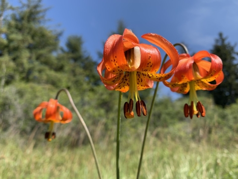Photo of western lilies.