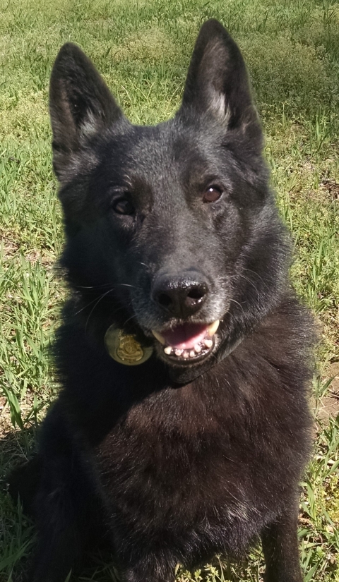 shaggy black dog looking at camera with ears up and mouth open