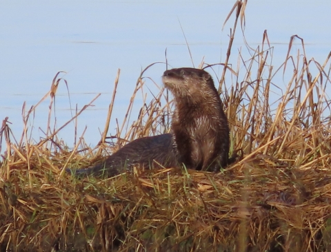 An otter lying on grasses