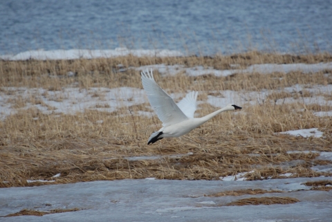 Tundra swan flying low in a wetland with grass and snow. 