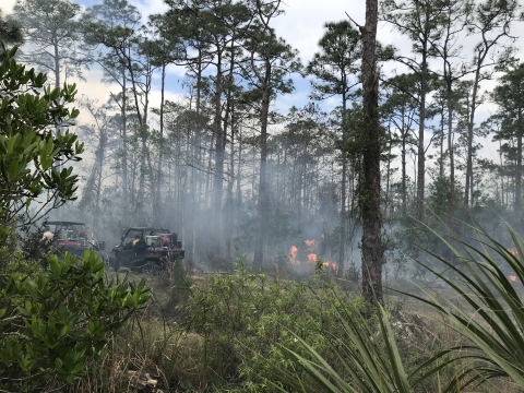 A prescribed fire