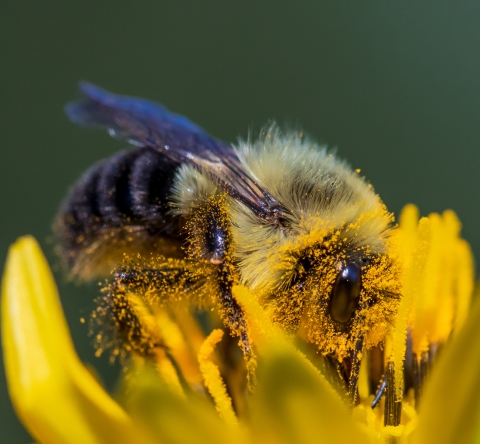 A fuzzy bee in a yellow flower is coated in specks of yellow pollen. 