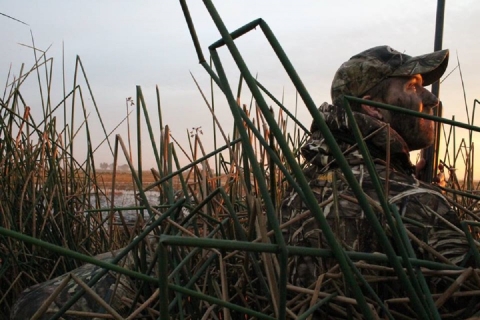 hunter in camo hidden in tule reeds